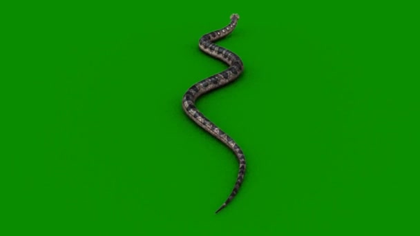 Snake Crawling Zielonym Ekranie — Wideo stockowe