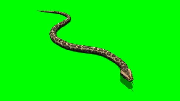 蛇在绿色屏幕上爬行 — 图库视频影像