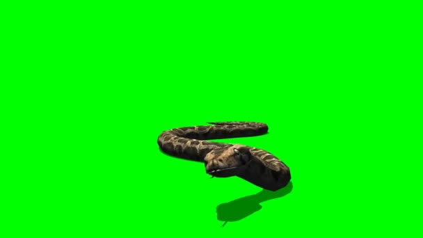 Cobra Rastejando Tela Verde — Vídeo de Stock