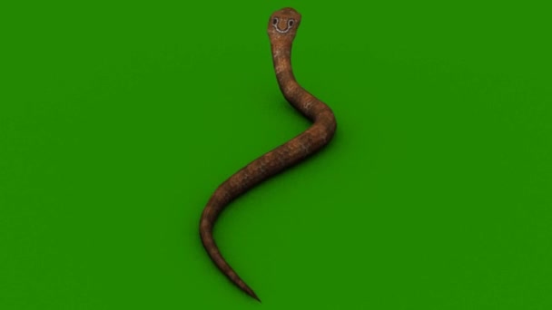 Had Plazící Zelené Obrazovce — Stock video