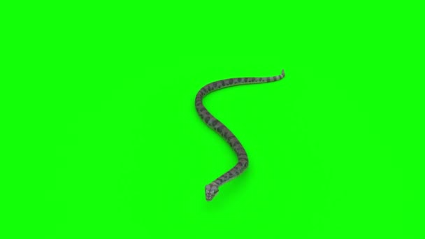 Snake Crawling Zielonym Ekranie — Wideo stockowe