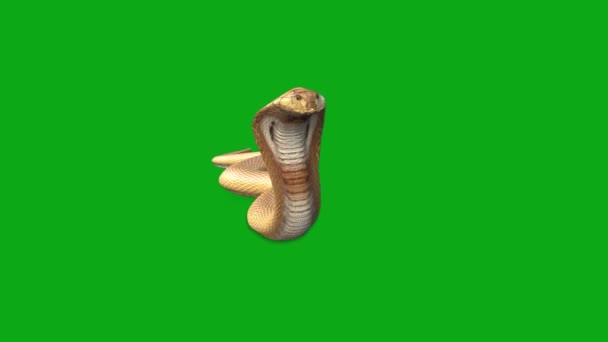 Snake Crawling Green Screen — Stock Video