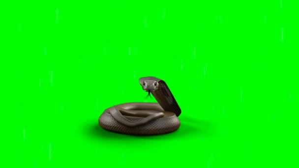 Serpiente Mirando Pantalla Verde — Vídeos de Stock