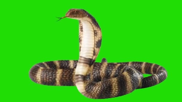 Snake Patrząc Zielony Ekran — Wideo stockowe