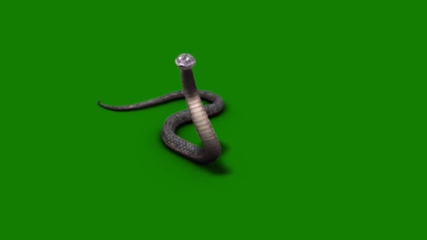 Serpent Regardant Sur Écran Vert — Video