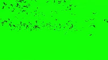 Yeşil Ekranda Uçan Yarasalar