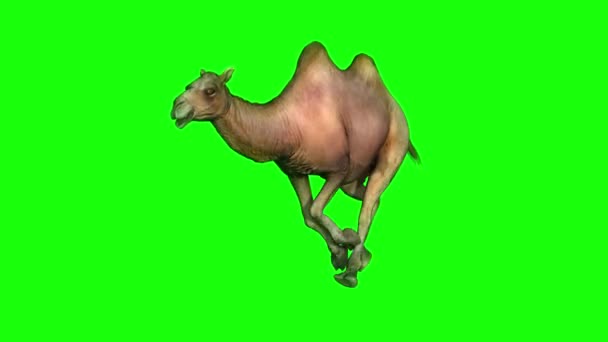 Camel Running Green Screen — стоковое видео