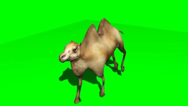 Camel Running Green Screen — стоковое видео