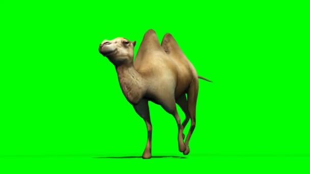 Camel Running Green Screen — стоковое видео