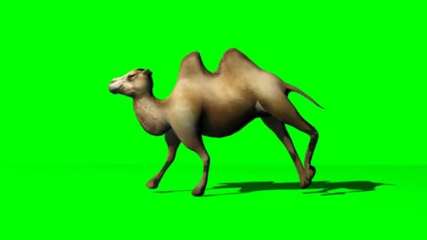 Camel Rodando Tela Verde — Vídeo de Stock