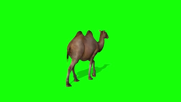 Camel Rodando Tela Verde — Vídeo de Stock