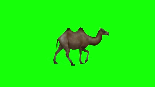 Верблюд Шагает Зеленому Экрану — стоковое видео