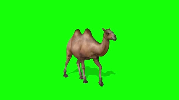 Camel Walking Green Screen — Stock video