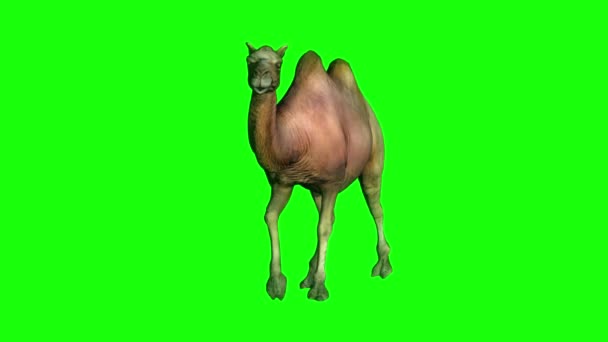Верблюд Ходить Зеленому Екрану — стокове відео