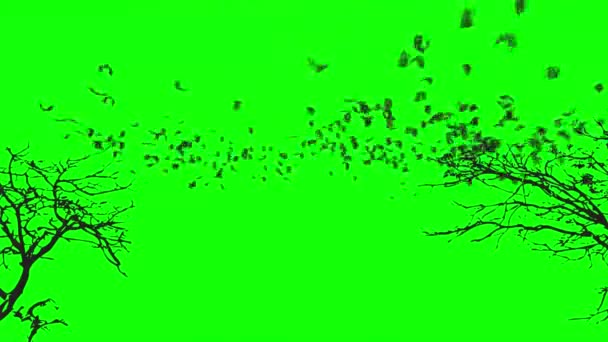 Fledermäuse Fliegen Auf Der Grünen Leinwand — Stockvideo