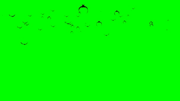 Bats Flying Green Screen — Stock Video