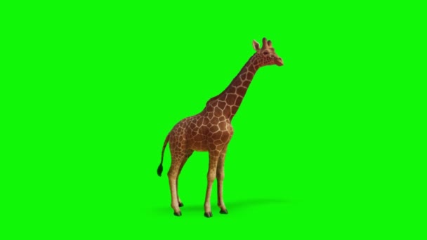緑の画面で見るキリン — ストック動画