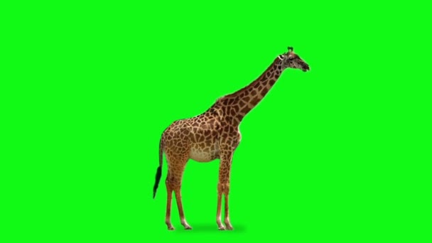Giraffe Looking Green Screen — Stock Video