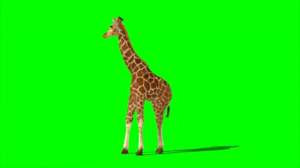 Żyrafa Patrząc Zielony Ekran — Wideo stockowe