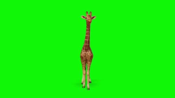 Żyrafa Patrząc Zielony Ekran — Wideo stockowe