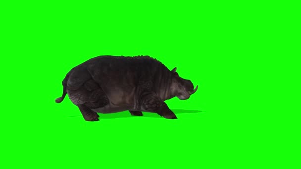 Hippopotamus Valt Aan Groen Scherm — Stockvideo
