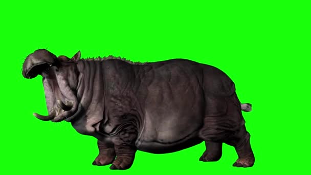 Hippopotamus Yeşil Ekrana Bakıyor — Stok video