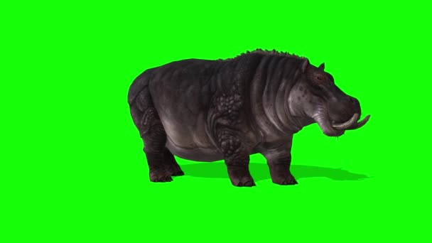 Hippopotamus Tittar Grön Skärm — Stockvideo