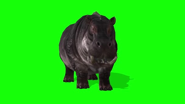 Hipopótamo Mirando Pantalla Verde — Vídeos de Stock