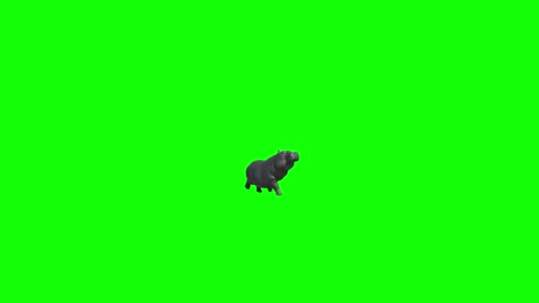 Hippopótamo Natação Tela Verde — Vídeo de Stock