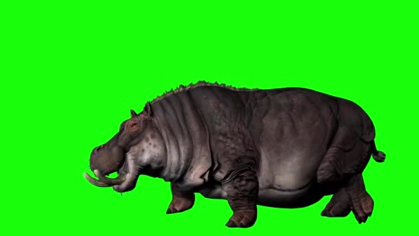 Hipopotam Chodzący Zielonym Ekranie — Wideo stockowe
