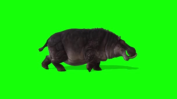 Hipopótamo Caminando Pantalla Verde — Vídeo de stock