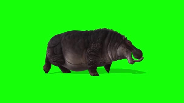 Hippopotame Marcher Sur Écran Vert — Video