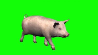 Yeşil Ekranda Yürüyen Domuz