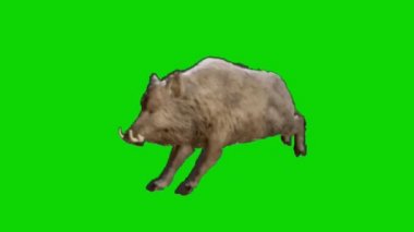 Yeşil Ekranda Yaban Domuzu Yürüyüşü