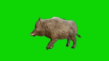 Yeşil Ekranda Yaban Domuzu Yürüyüşü