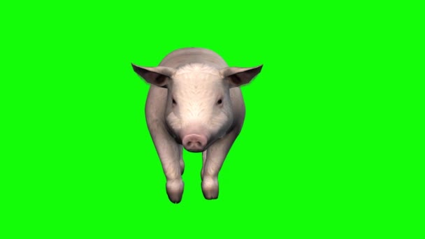 Свинья Ходит Зеленому Экрану — стоковое видео
