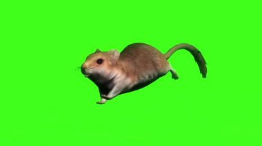 Yeşil Ekranda Çalışan Fare