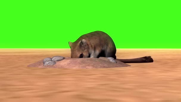Tikus Menatap Layar Hijau — Stok Video