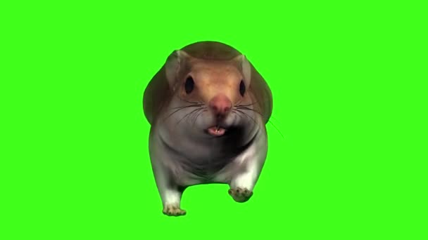 Ratón Corriendo Pantalla Verde — Vídeo de stock
