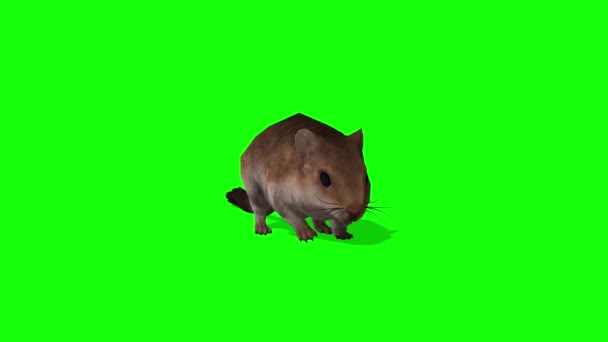 Mouse Walking Green Screen — Stock Video