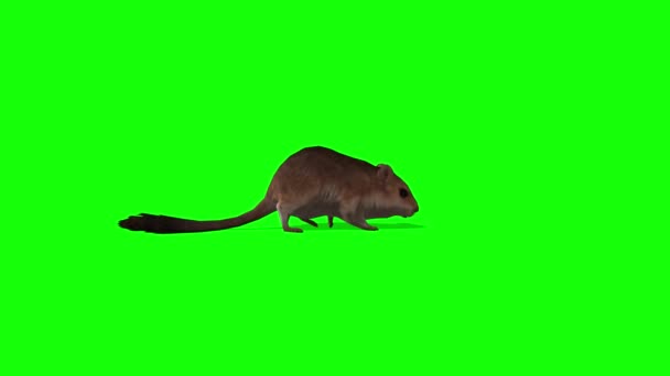 Ratón Caminando Pantalla Verde — Vídeo de stock