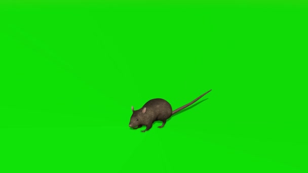 Крыса Смотрит Зеленый Экран — стоковое видео
