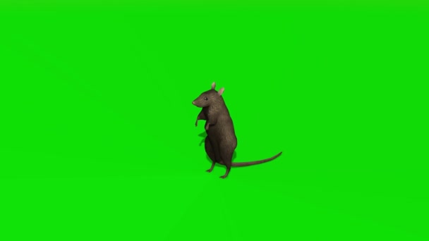 Rat Regardant Sur Écran Vert — Video