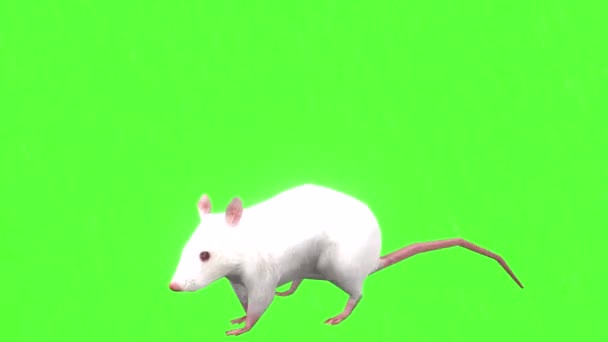 Rat Running Green Screen — Stock Video