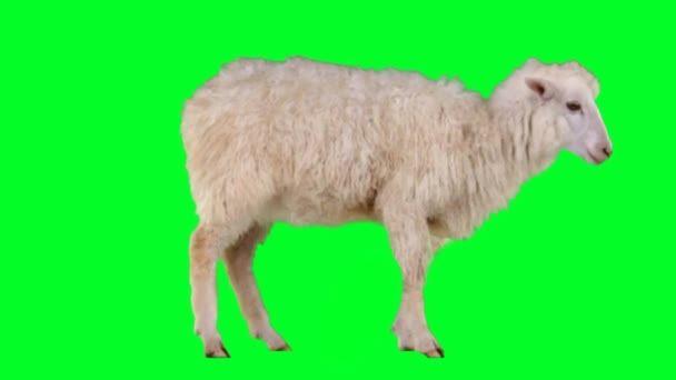 Owce Patrząc Zielony Ekran — Wideo stockowe