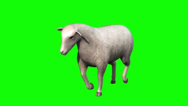 Πρόβατα Πόδια Στην Πράσινη Οθόνη — Αρχείο Βίντεο