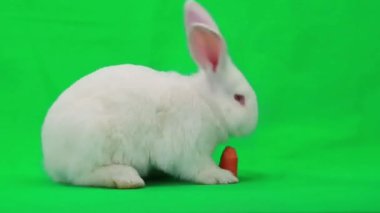 Tavşan Yeşil Ekranda Yemek