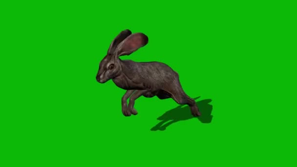 Conejo Saltando Pantalla Verde — Vídeos de Stock