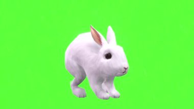 Tavşan Yeşil Ekranda Zıplıyor