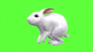 Tavşan Yeşil Ekranda Zıplıyor